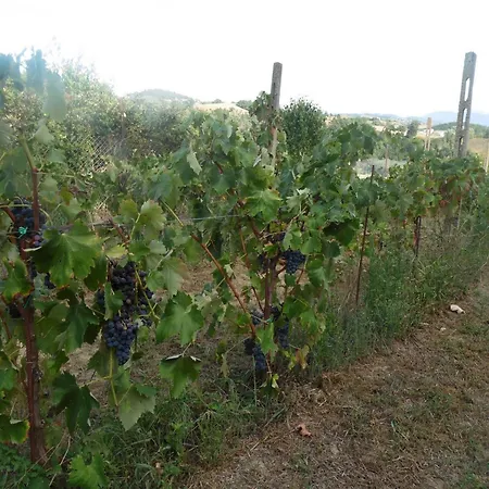 Podere Caldaruccio La Pineta For 18 People Hotel